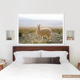The Citizenry - Atacama Desert