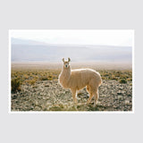 The Citizenry - Atacama Desert