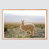 The Citizenry - Atacama Desert