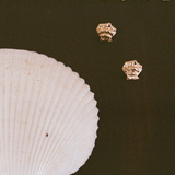 Kinn - Shell Stud Earrings Gold