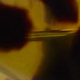 Khaite - x Oliver Peoples 1974C in Dark Mahogany and Brown