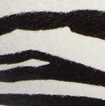 Khaite - Kasia Tote in Black Leather with Zebra Print Haircalf