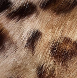 Khaite - Koa Hat in Leopard Print Lapin