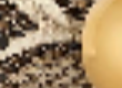 Khaite - Dome Belt in Natural Python with Gold